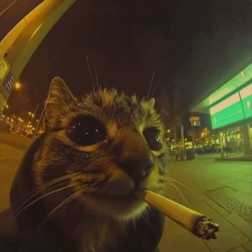 Profile Picture for user: flukley